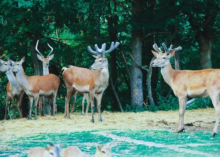 Plasch בית הארחה